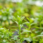 Euphorbia polychroma