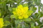Euphorbia polychroma - Afbeelding 2