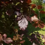 Fagus sylvatica 'Dawyck Purple'