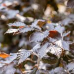 Fagus syl. 'Atropunicea'