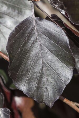 Fagus sylvatica 'Riversii'