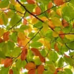 Fagus sylvatica