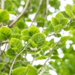 Fagus sylvatica 'Dawyck'