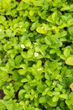 Fragaria vesca