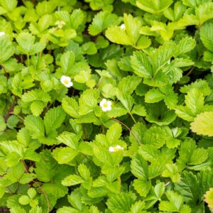 Fragaria vesca