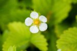 Fragaria vesca - Afbeelding 2