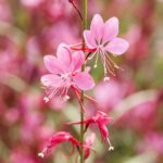 Gaura lindheimeri 'Siskiyou Pink'