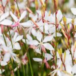 Gaura lindheimeri 'Whirling Butterflies'