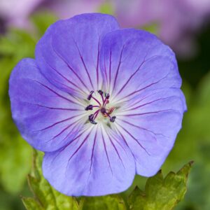 Geranium 'Azure Rush'