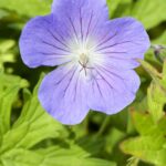 Geranium 'Johnson's Blue'