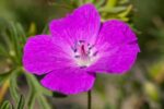 Geranium 'Kahn' - Afbeelding 2