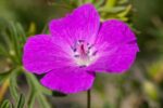 Geranium 'Kahn' - Afbeelding 2