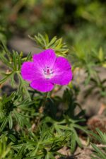 Geranium 'Kahn'