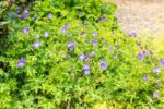 Geranium 'Rozanne'