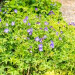 Geranium 'Rozanne'