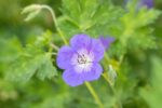Geranium 'Rozanne' - Afbeelding 2