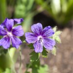 Geranium magnificum