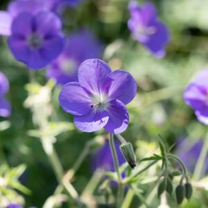 Geranium pratense