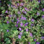 Geranium wlassovianum