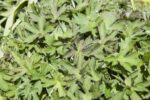 Geranium wlassovianum - Afbeelding 2