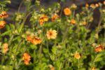 Geum 'Totally Tangerine'