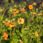 Geum 'Totally Tangerine'