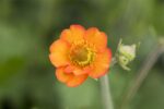 Geum 'Totally Tangerine' - Afbeelding 2