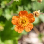 Geum coccineum 'Borisii'