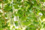 Ginkgo biloba