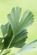Ginkgo biloba - Afbeelding 2