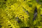 Gleditsia triacanthos 'Sunburst'