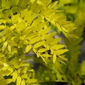 Gleditsia triacanthos 'Sunburst'