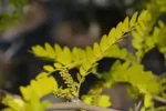 Gleditsia triacanthos 'Sunburst' - Afbeelding 2