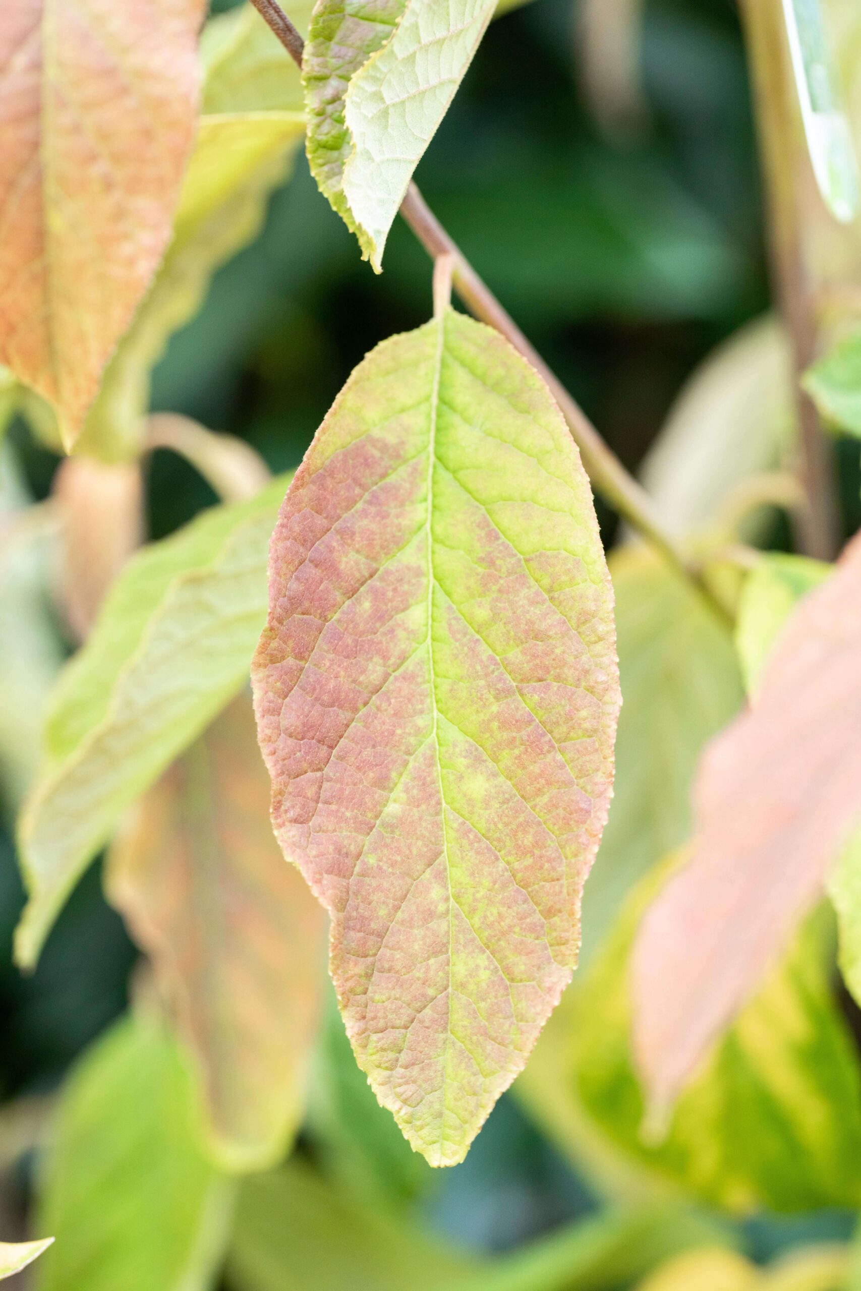 Halesia-carolina-2 Halesia carolina - Afbeelding 1