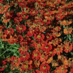 Helenium 'Moerheim Beauty'