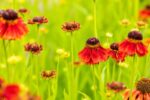 Helenium 'Moerheim Beauty' - Afbeelding 2