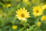 Helianthus Lemon Queen - Afbeelding 2