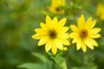 Helianthus Lemon Queen