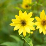 Helianthus Lemon Queen