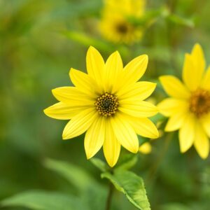 Helianthus Lemon Queen