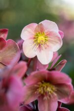 Helleborus orientalis - Afbeelding 2