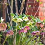 Helleborus orientalis