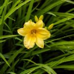 Hemerocallis 'Happy Returns'