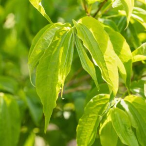 Heptacodium miconioides