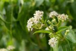 Heptacodium miconioides - Afbeelding 2