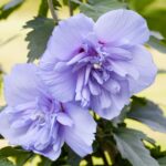 Hibiscus syr. 'Blue Chiffon'