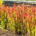 Imperata cylindrica 'Red Baron'
