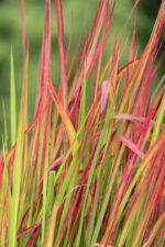 Imperata cylindrica 'Red Baron' - Afbeelding 2