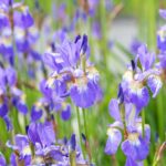 Iris siberica 'Blue King'