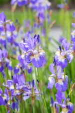 Iris siberica 'Blue King'